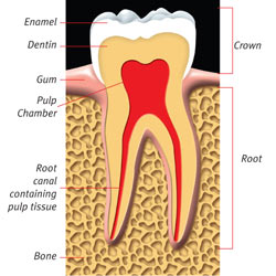 A Healthy tooth